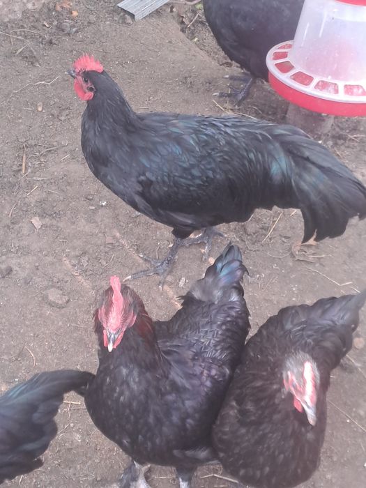 Cocosi si gaini Australorp.