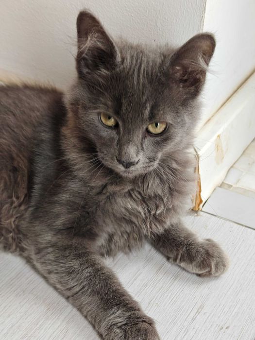 Pui nebelung (seamana cu albastru de rusia)
