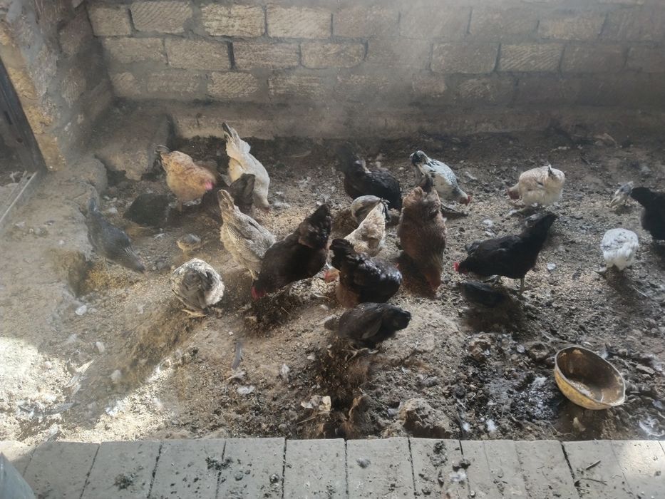 Тауык сатылады казакы