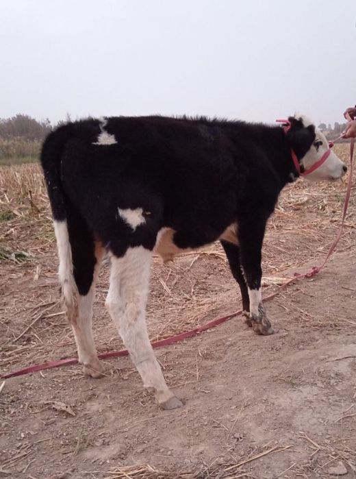 Buqa Va Gunajin Sotiladi Yeb Ichishi Zor Soğlom