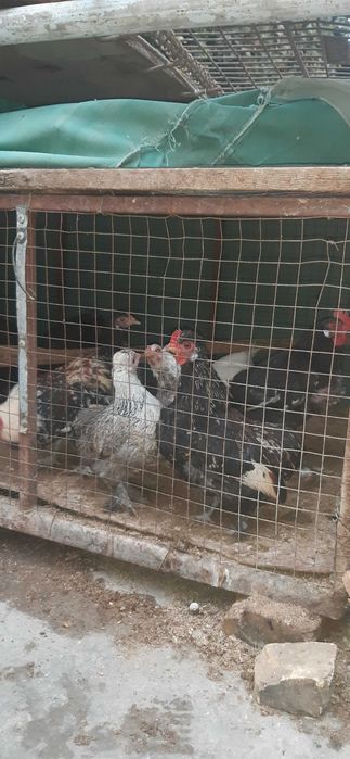 Yapon tovuqlar sotiladi