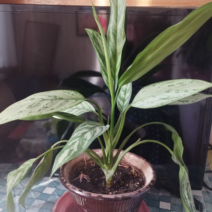 Аглаонема . Комнатное растение