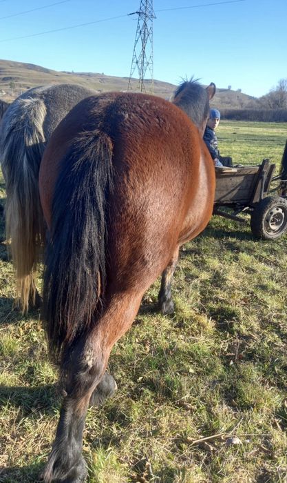 Vând mânză de 1 an jumate