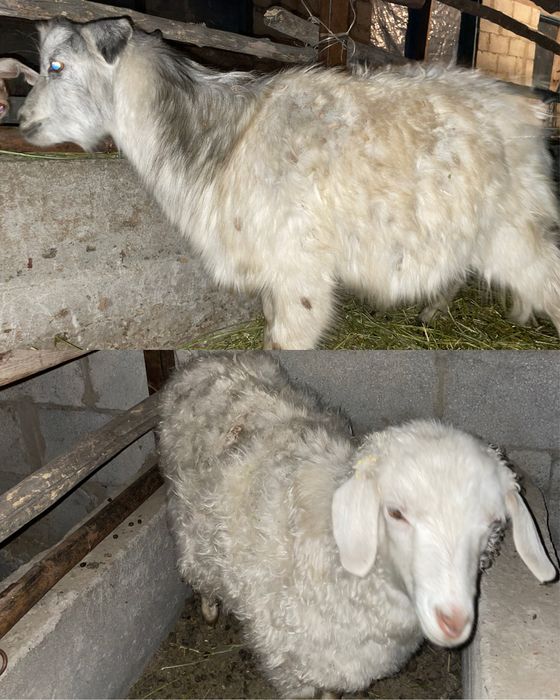 Бір ұрғашы семіз бір еркек лақ сатылады!