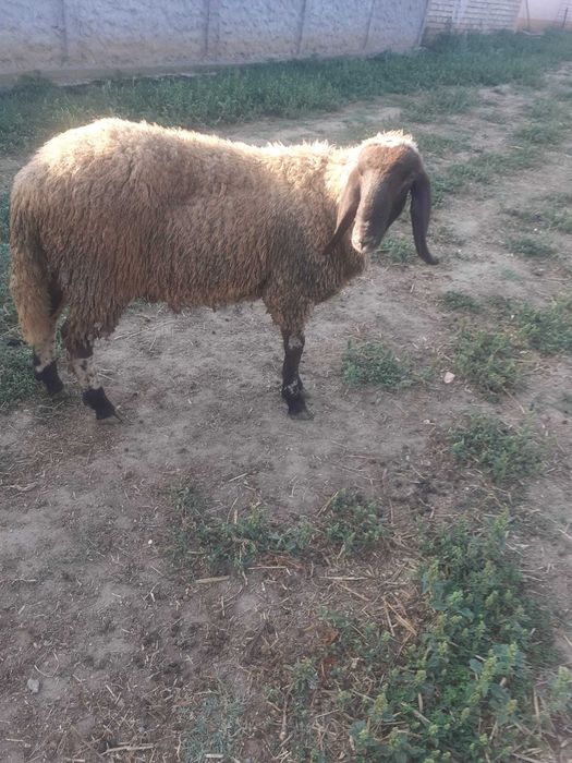 Vand 2 miele si un berbec