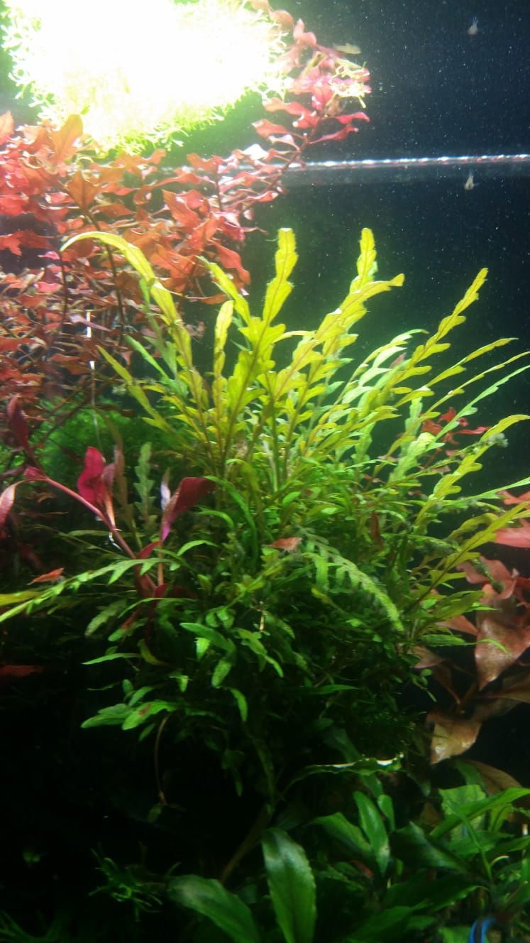 Продам аквариумное растение гигрофила пинатефида