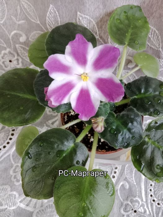 Фиалки сортовые цветущие