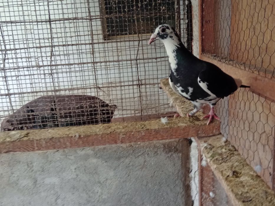 Porumbei voiajori de vînzare