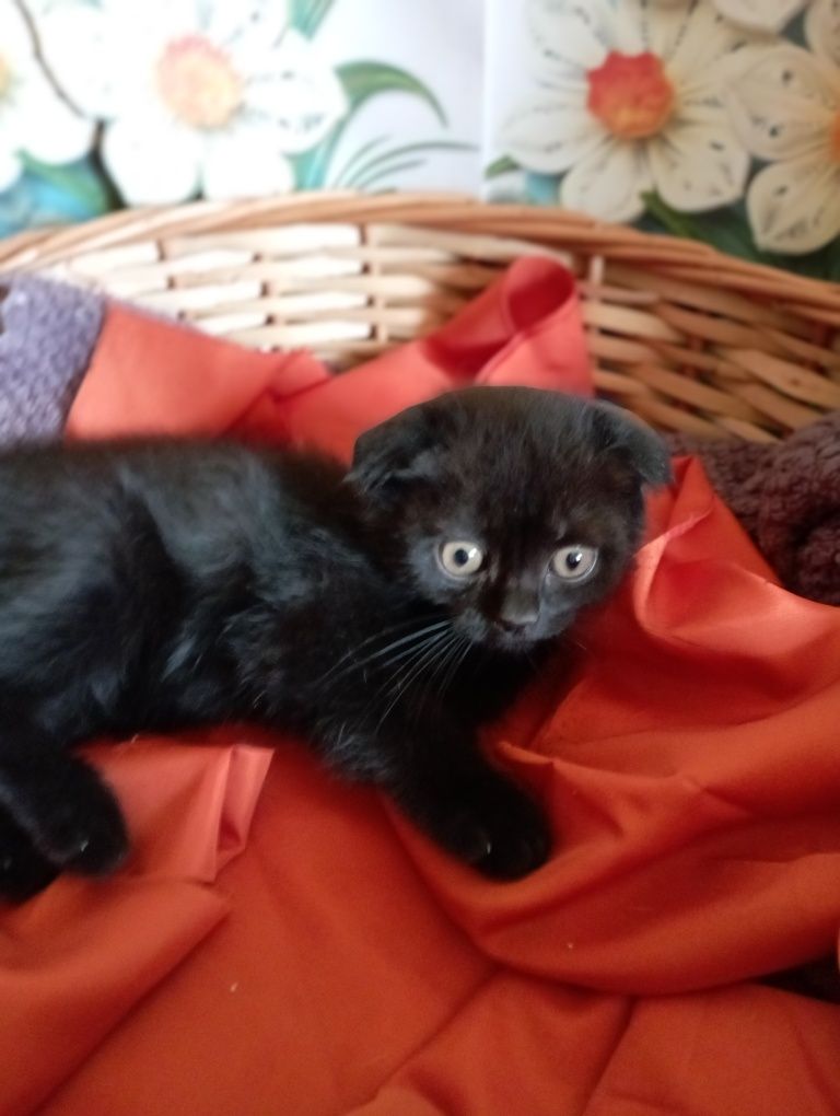 Котёнок вислоухий чёрный мальчик 2 мес.