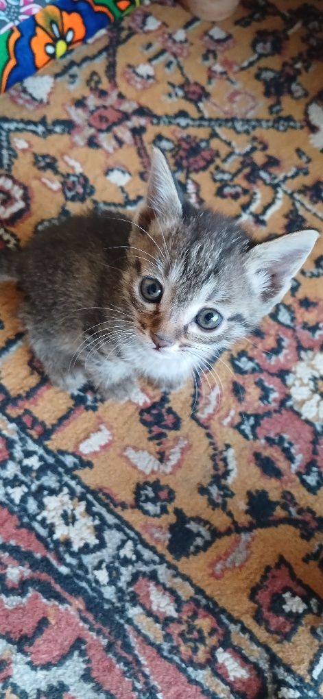 Mushuk bolalari hadyaga