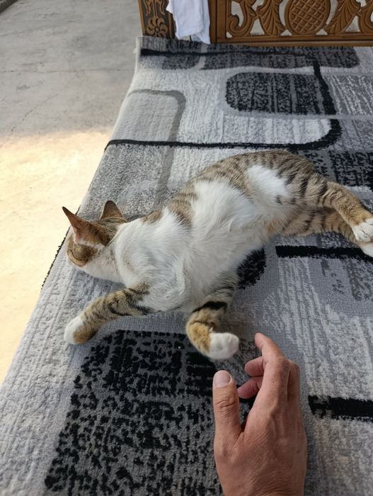 Отдам даром, котенок  девочка