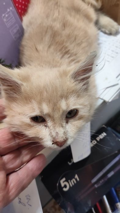 Подарявам малко коте,на около месец