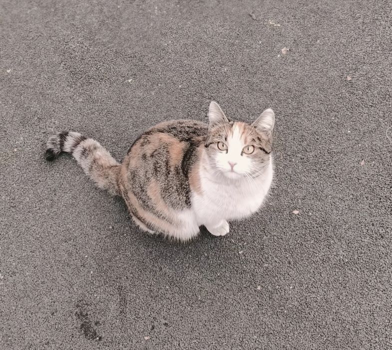 Ласковая и красивая киса ищет любящих хозяев