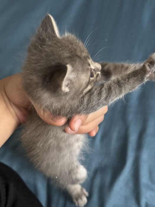 Котята отдам бепслатно в хорошие руки