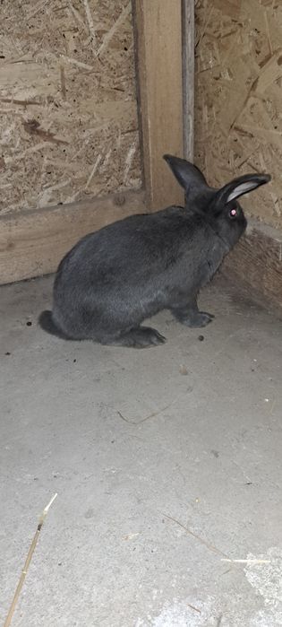 Iepuri masculi 8 luni