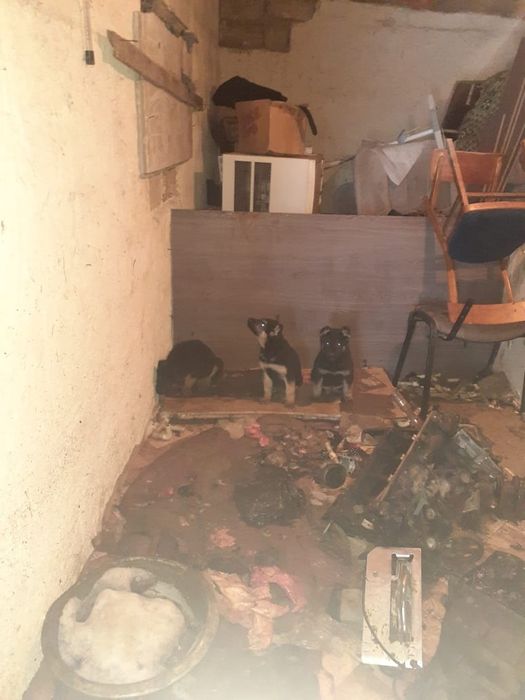 Собака Вео овчарка