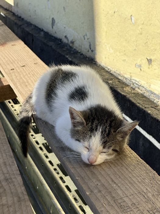 pisoi pentru adoptie