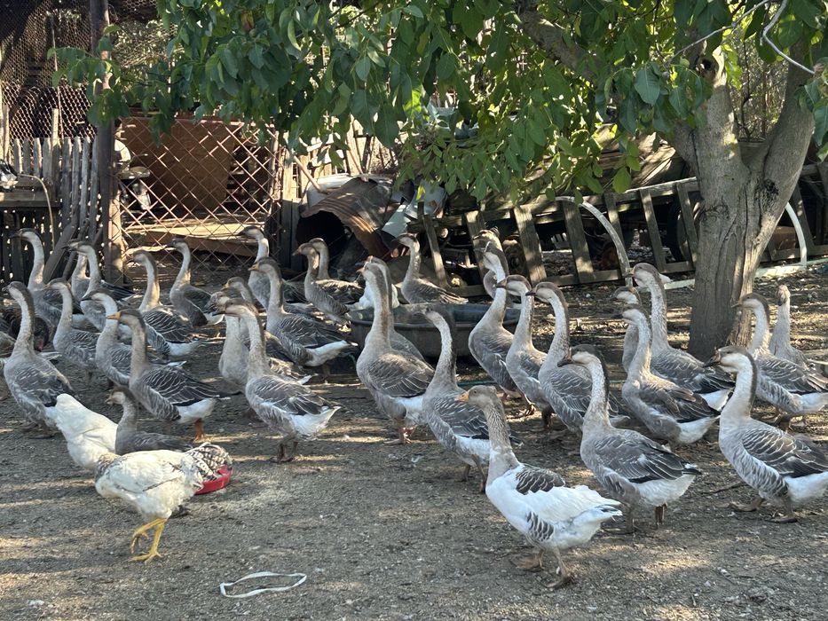 Pasari de curte , gaste , rate si gaini