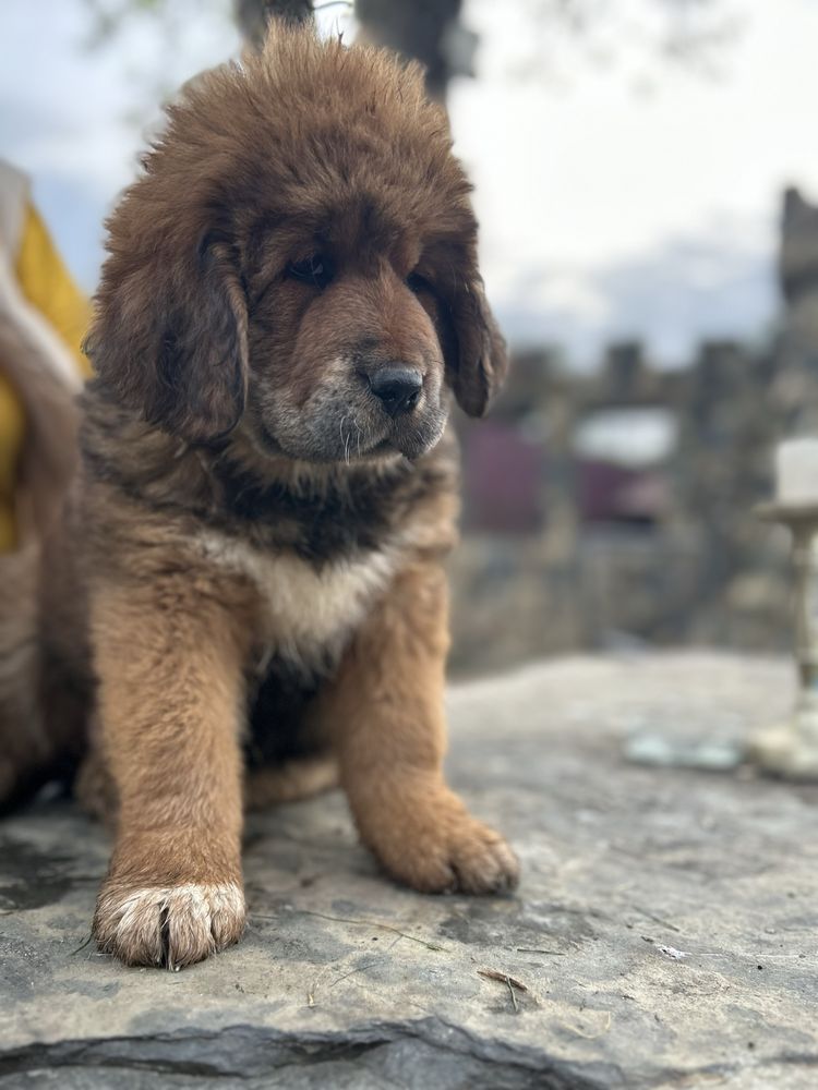 Vând mascul Mastiff Tibetan Coamă de Leu 2 luni