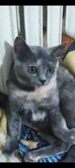 Очень ласковая девочка ищет мам и пап