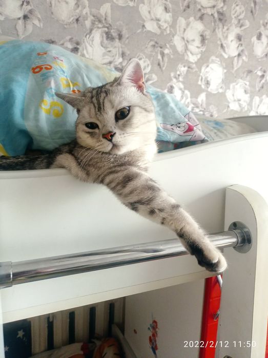 Кот британец прямоухий вязка