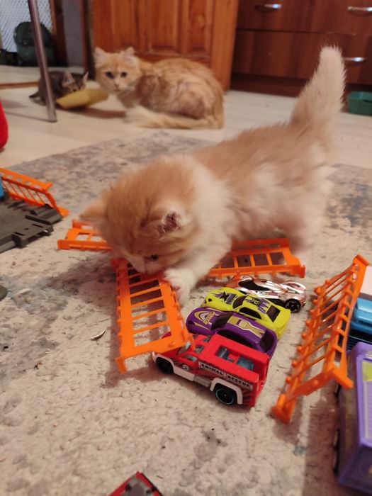 Отдам котят в хорошие руки