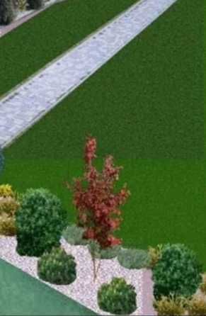 Plante Ornamentale Tuia