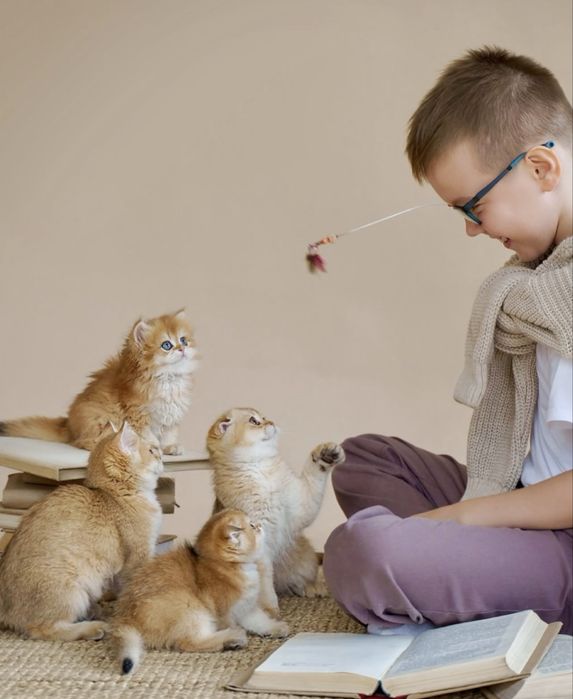 Котята с домашнего питомника