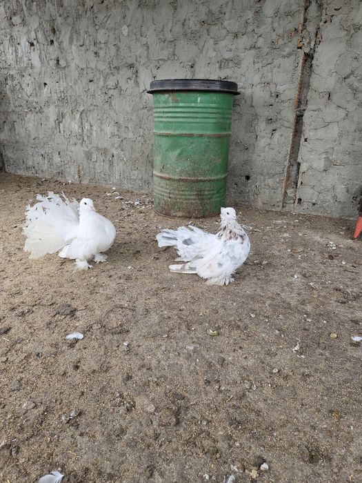 Vand porumbei voltati indieni