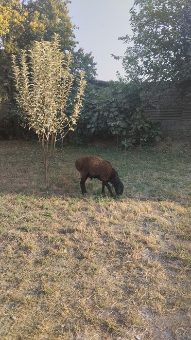 Куелар сотлади йэбичиши яхши