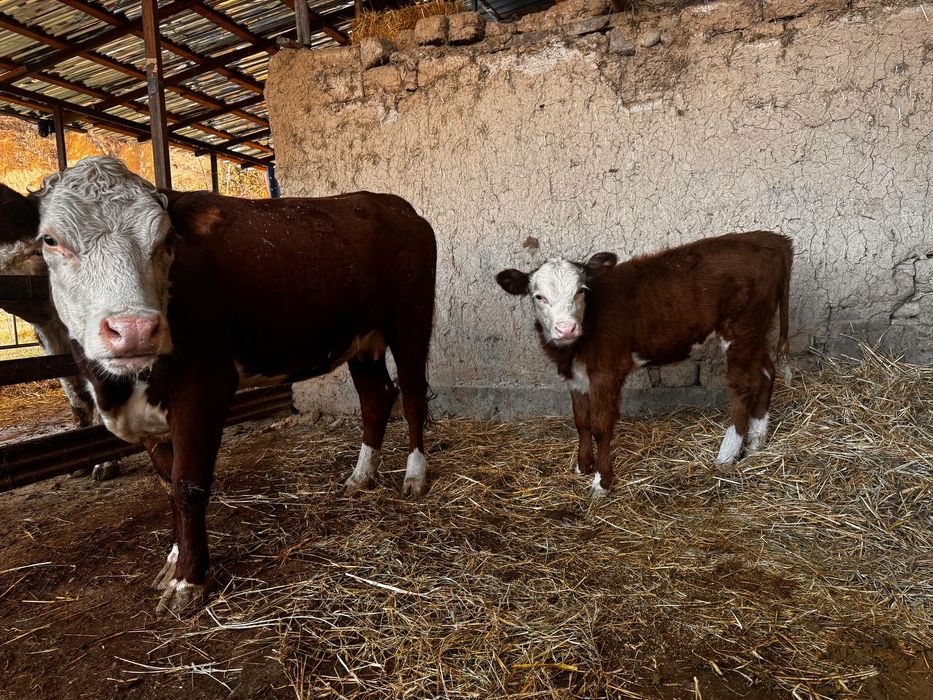 Герефорд герефорд gereford она бола