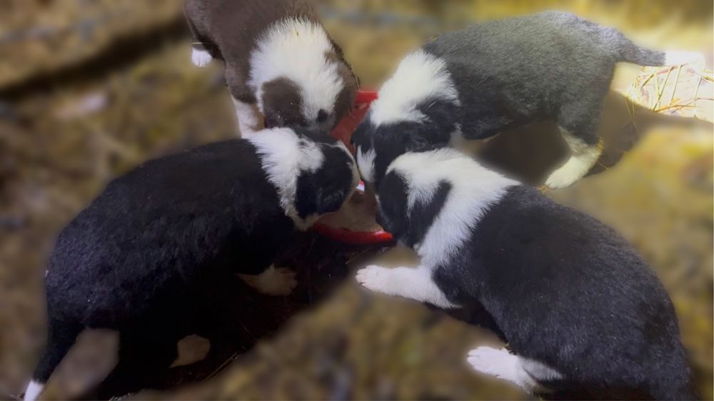 De vanzare,catei Border Collie!