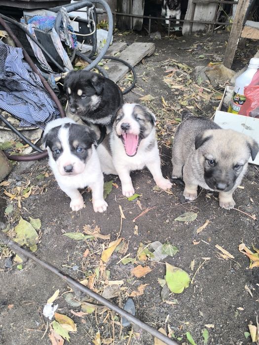 Щенки от больших собак