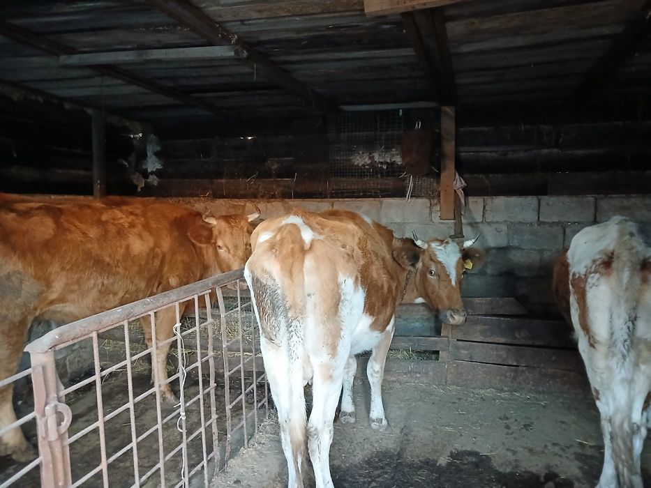 Продам коров 3 головы