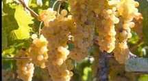 Avem struguri de vin transport in zona ploiesti