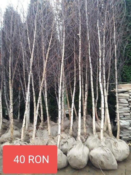 Amenajari gradini cu plante ornamentale