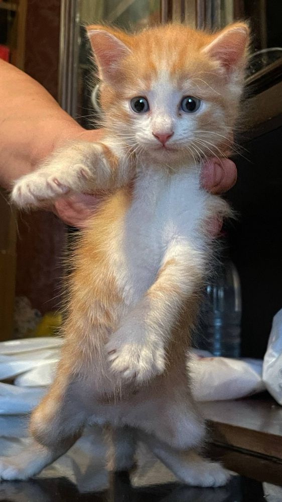 продам котят в хорошие руки