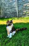 Pisici MaineCoon cu pedigree