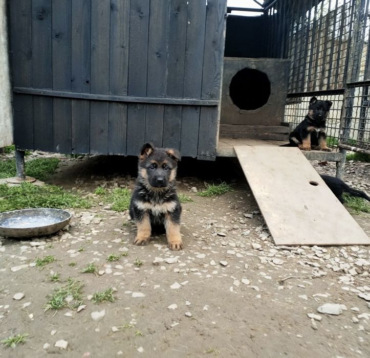Щенки Немецкой Овчарки