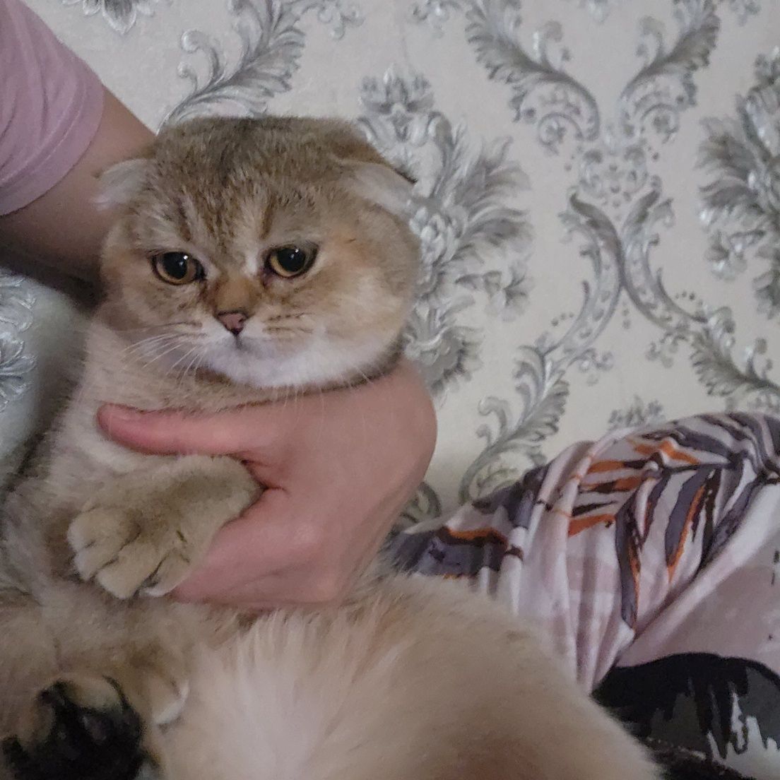 Продается золотая шиншила скотыш фолд