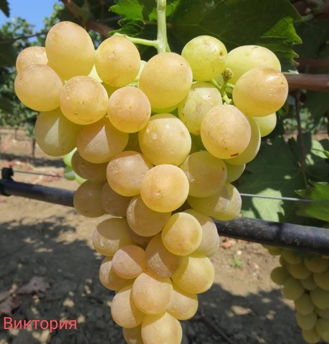 Лозов посадъчен материал и овощен посадъчен материал