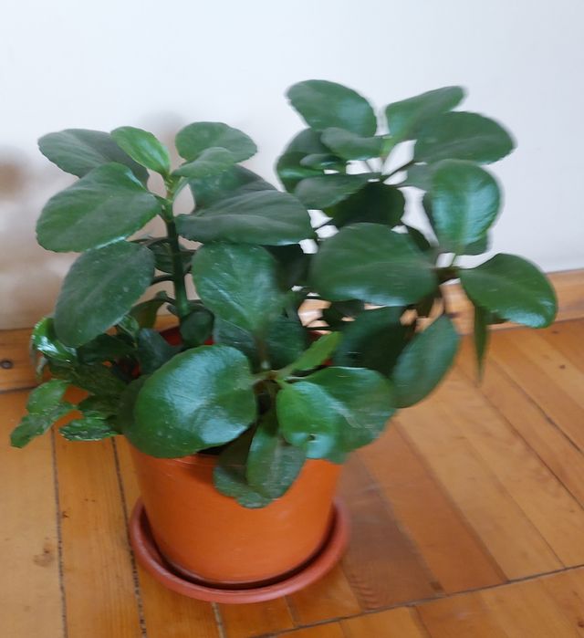 Вечно зелёный цветущий цветок .Цветёт  бардово -красного цвета