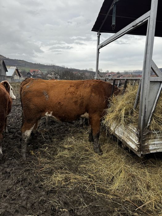 Juninci cu gestația de 8 luni
