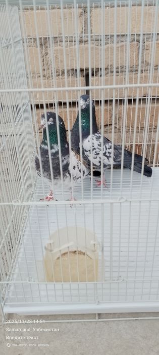 Продается голуби Тедди Kaftar Sotiladi teddy