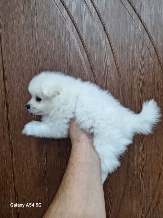 Малки бели Померани
