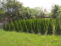 Tuia Smarald si Photinia