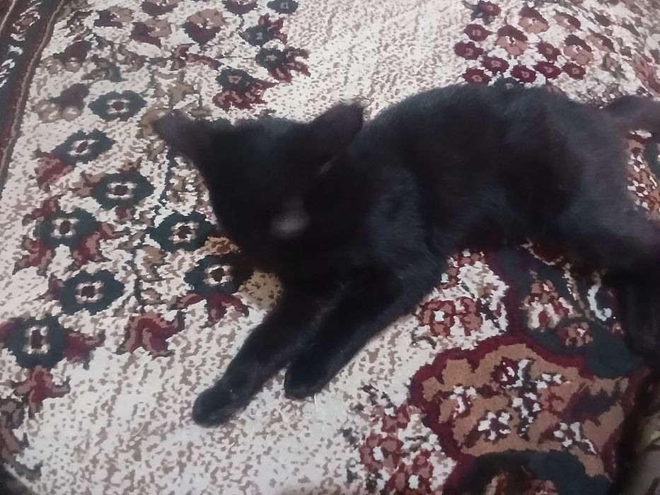 Mushuk ogil bola top toza