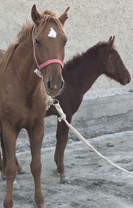 Ona bola ot  bolasi erkak toychasi juda sifatli