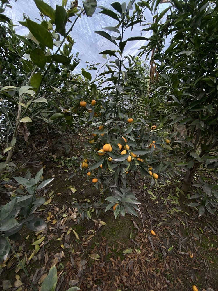 Pomello kumkuvat koʻchatlar