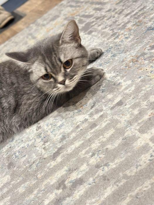 Отдам кошку в добрые руки